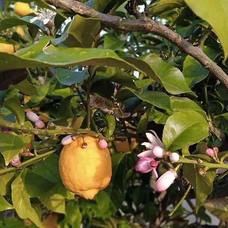 Hotel de apartamente Julietta Argostolion