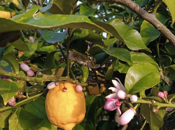 Lägenhetshotell Julietta Argostoli (Kefalonia)
